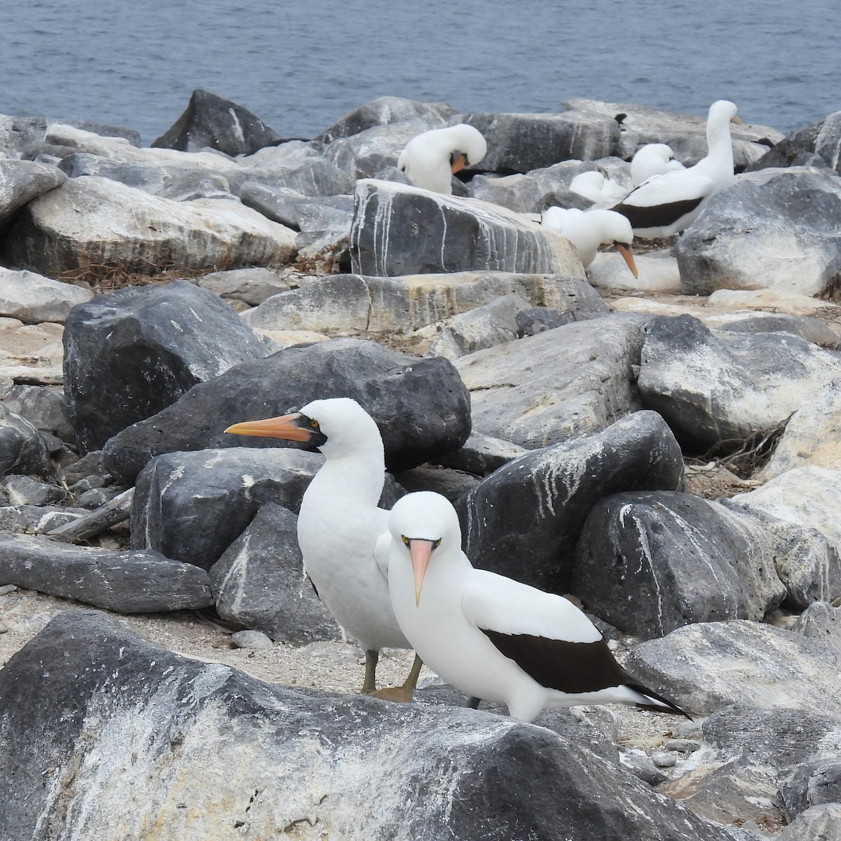 Nazca Booby - ML645182274