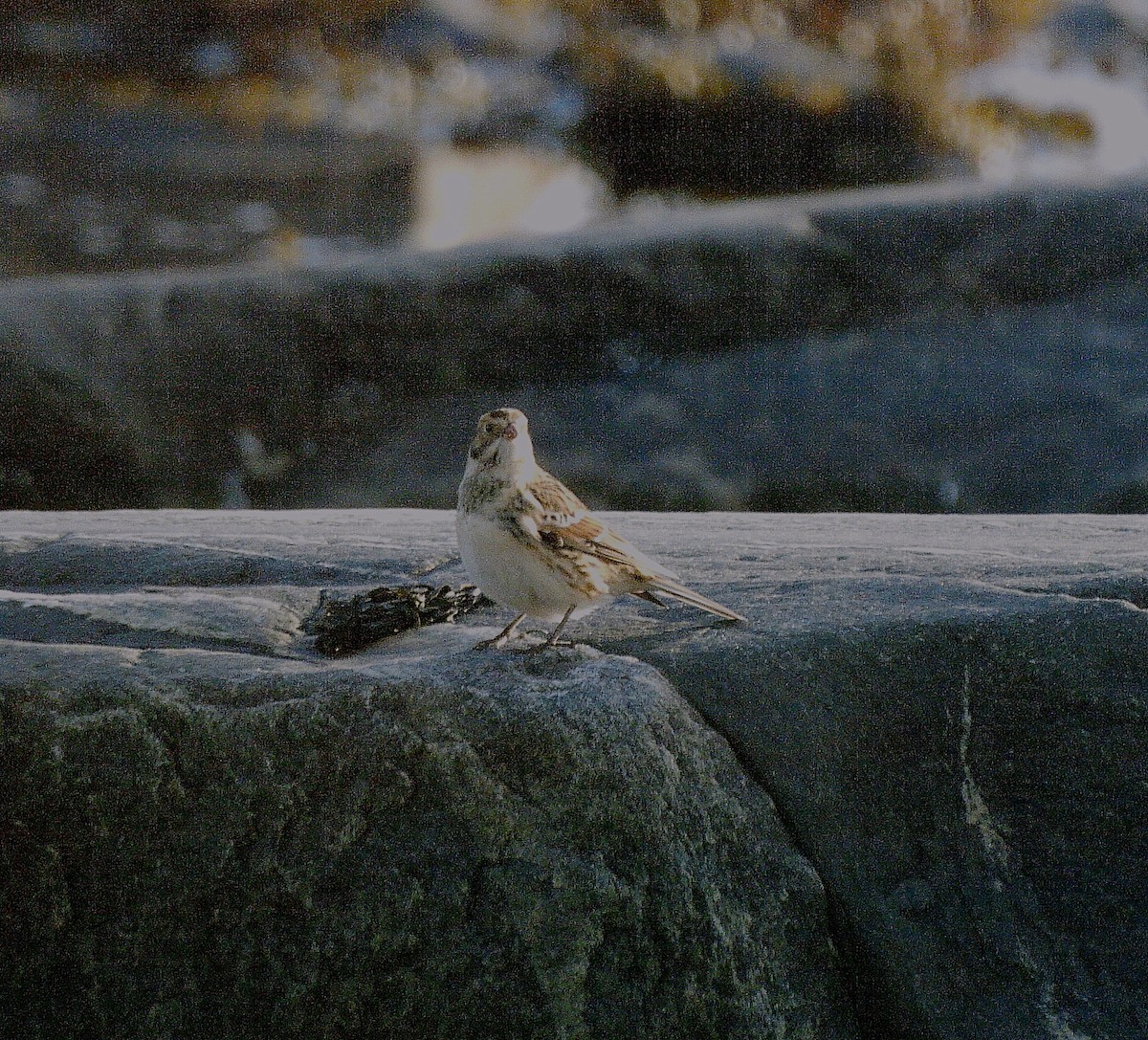 Подорожник лапландський - ML645182277