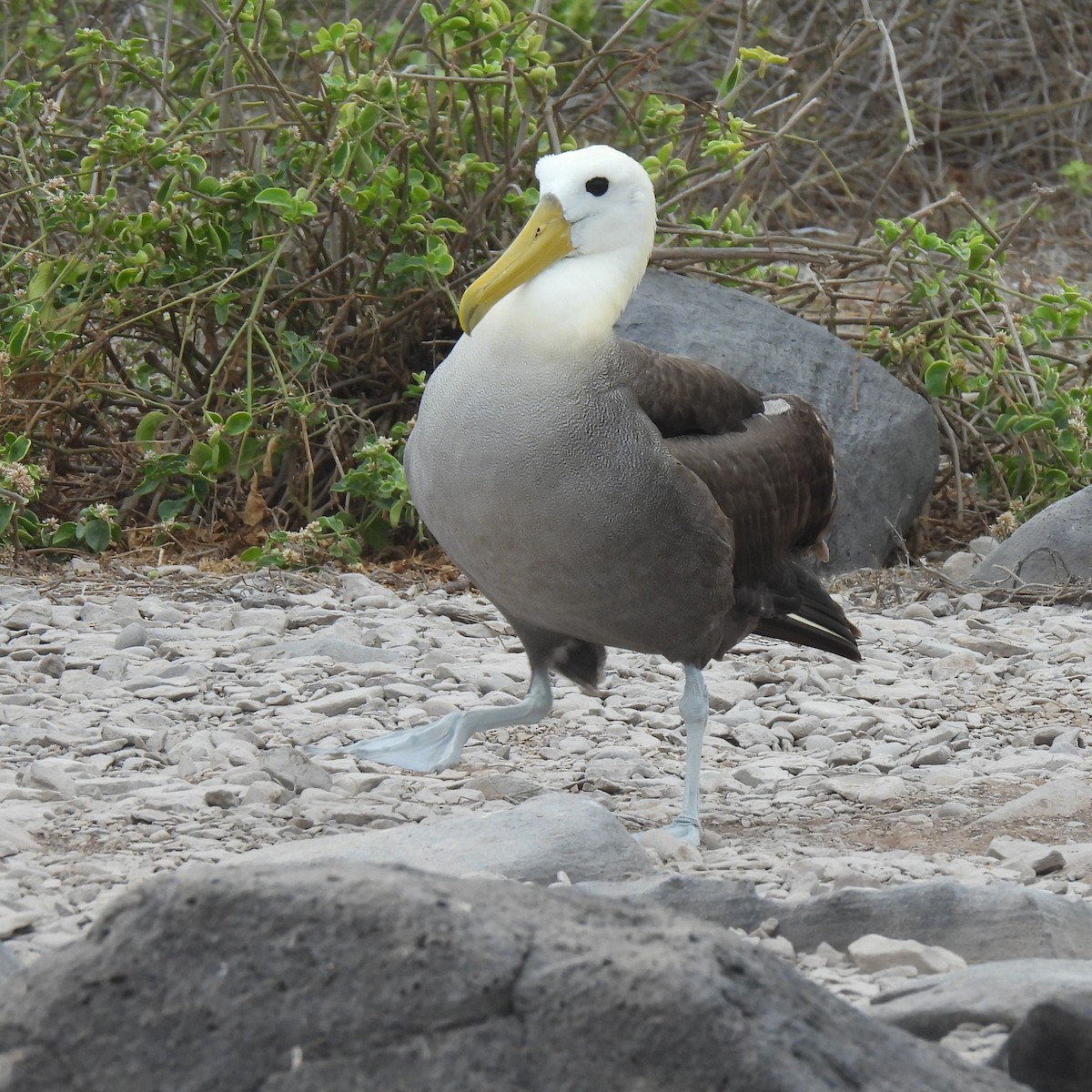 albatros galapážský - ML645182287