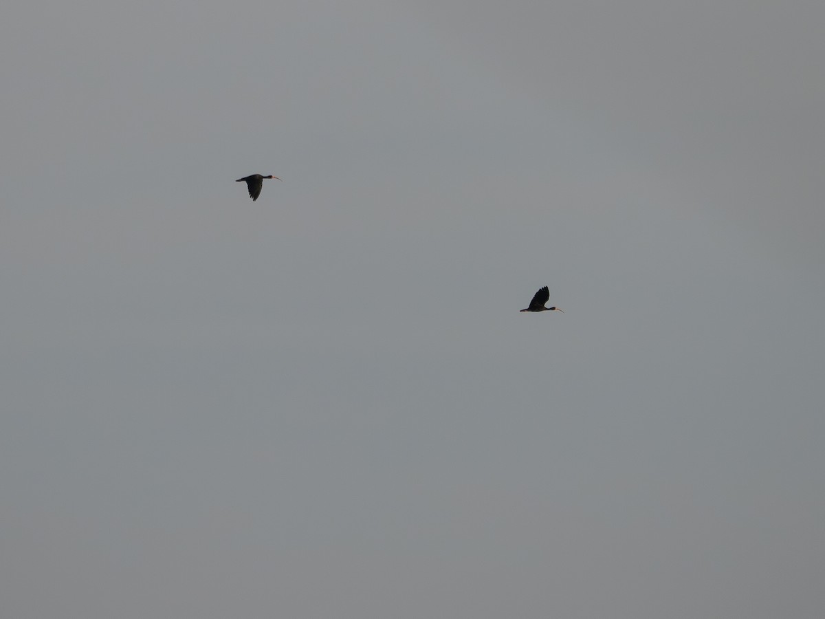 Bare-faced Ibis - ML645182291