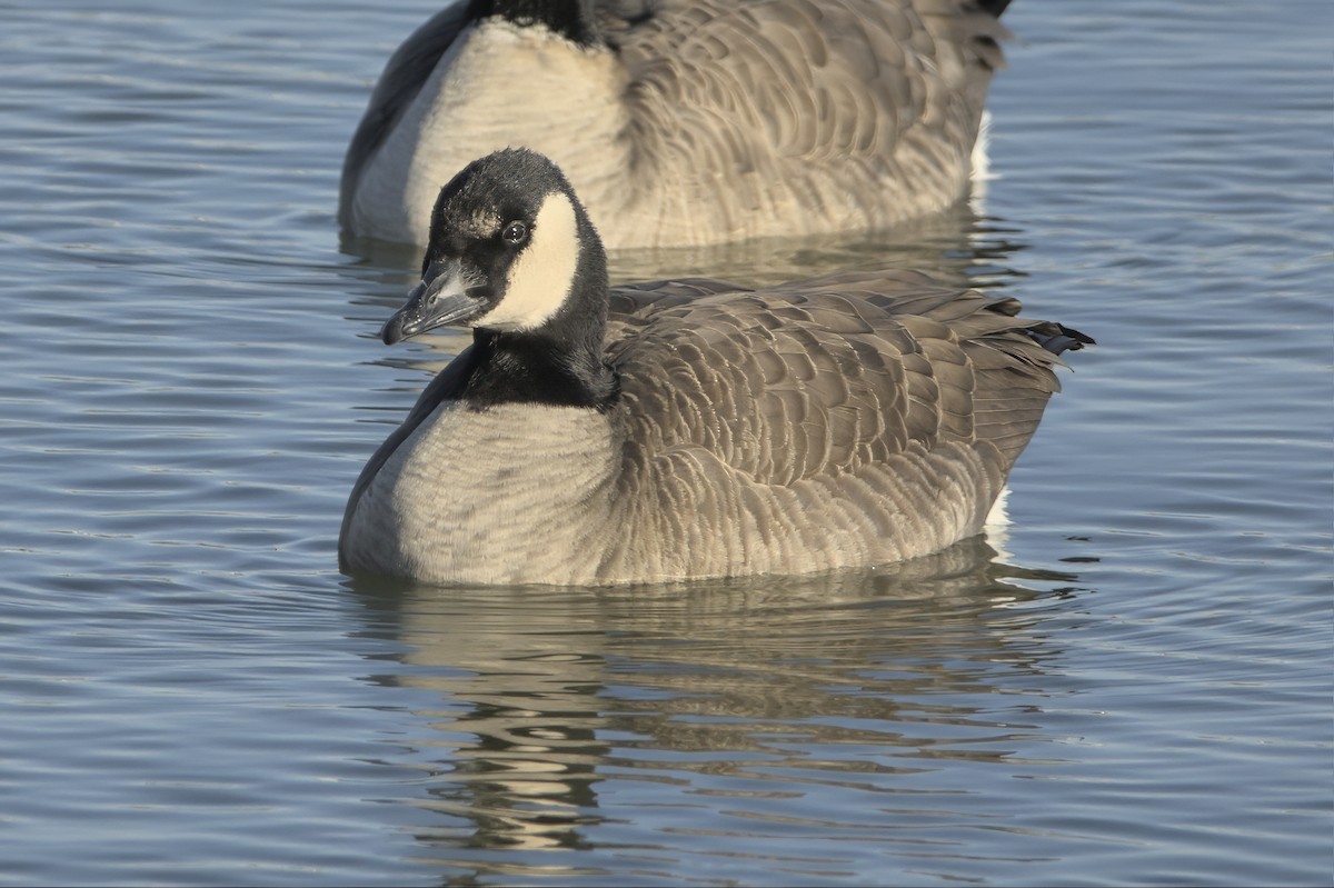 Oca canadese minore/maggiore - ML645182292