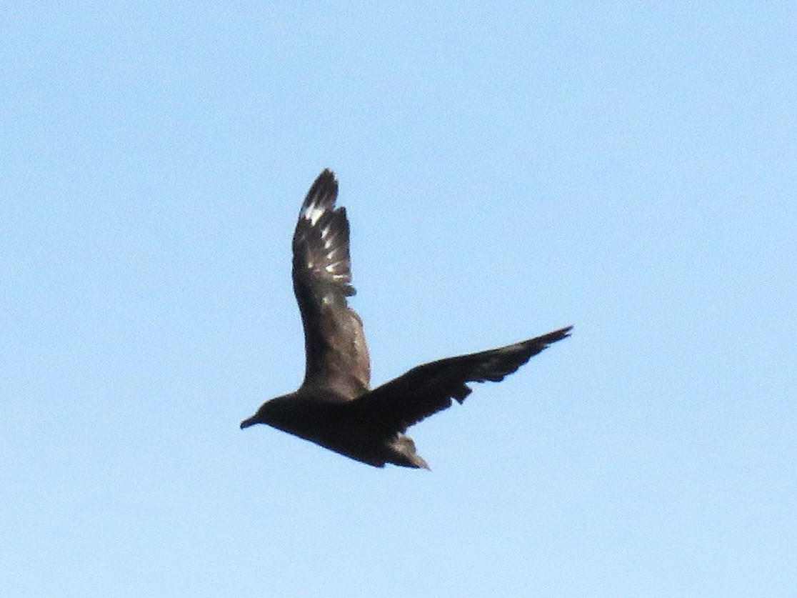 South Polar Skua - ML645182310
