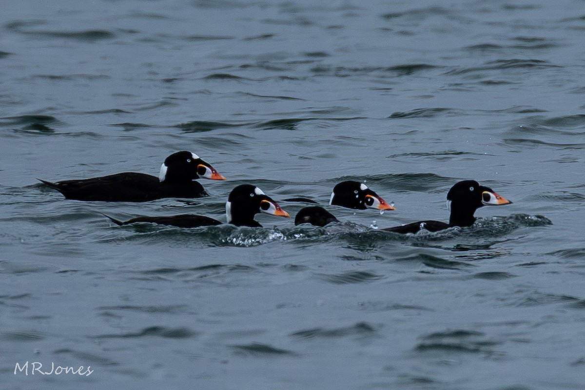 Surf Scoter - ML645182324