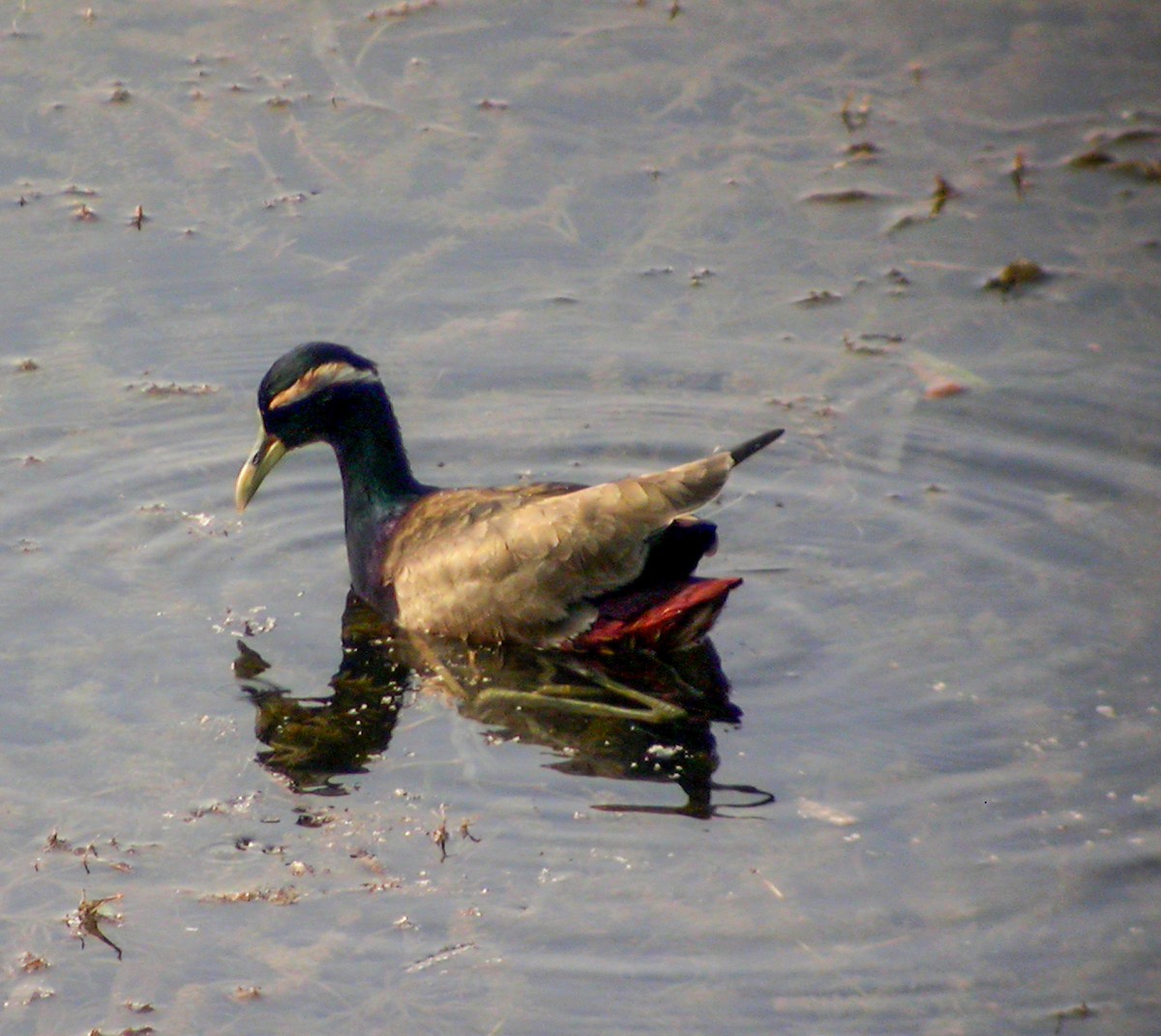 Bronze-winged Jacana - ML645182331