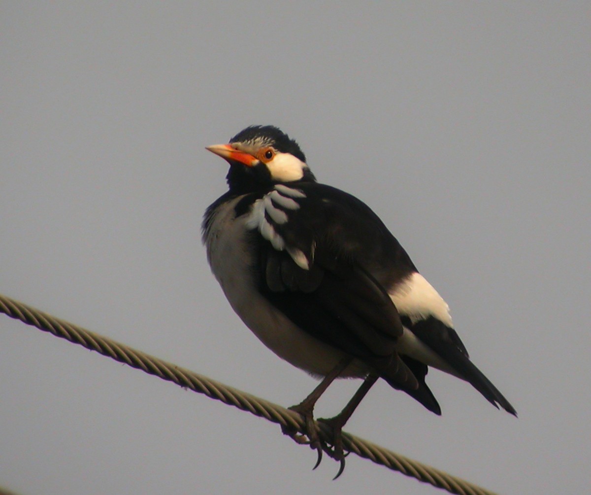 Indian Pied Starling - ML645182337