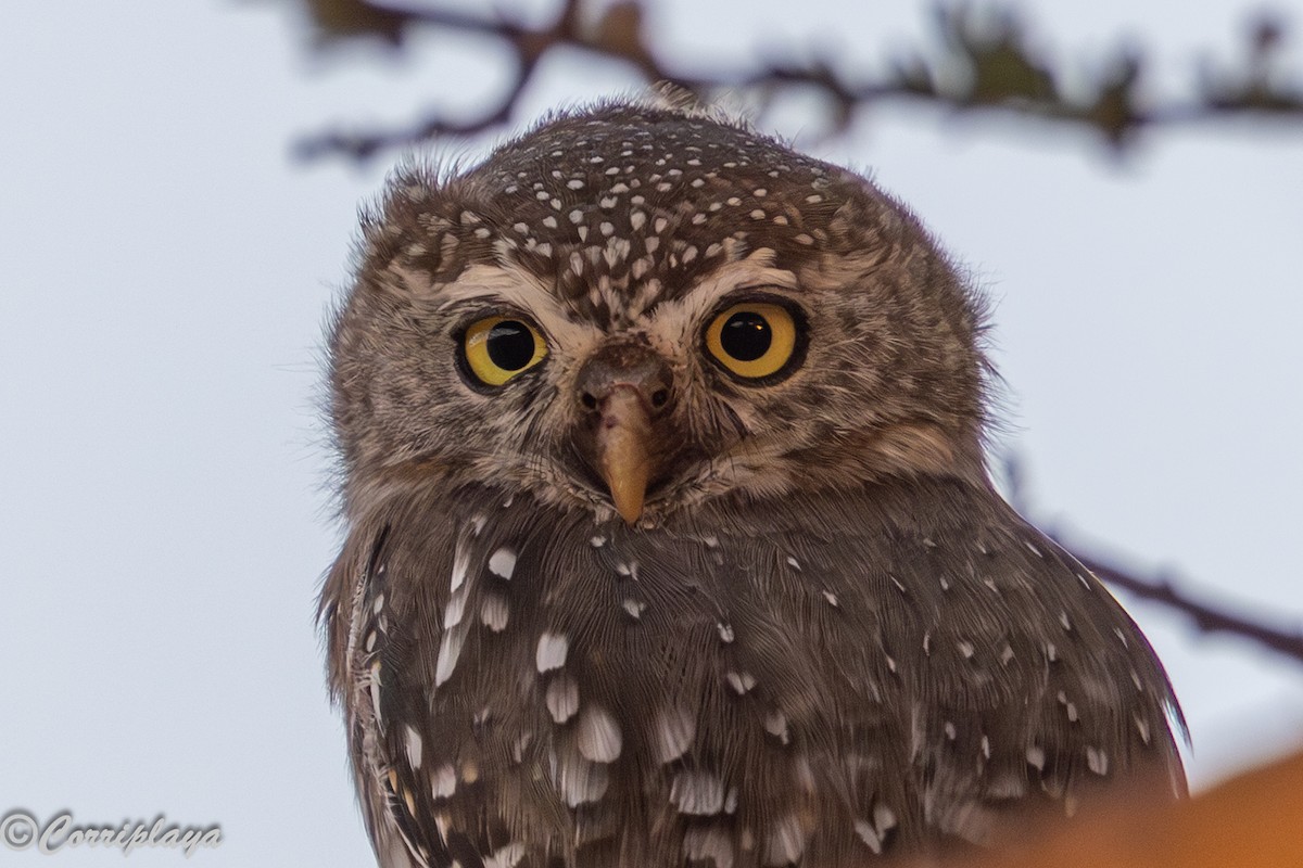 Pearl-spotted Owlet - ML645182339