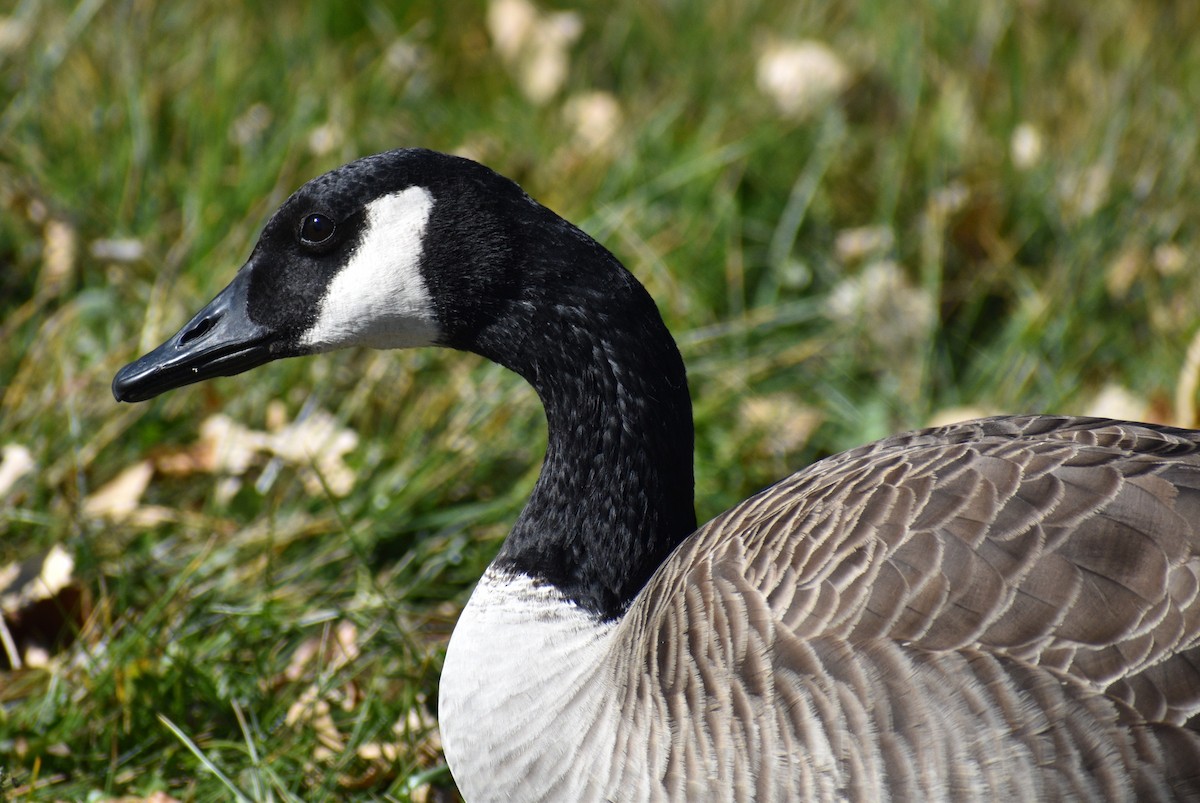 Canada Goose - ML645182342