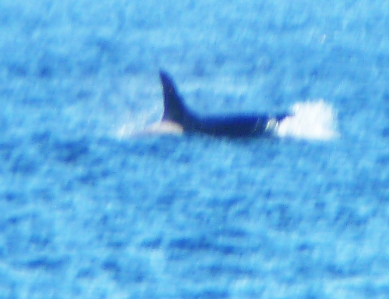 Animals - ML645182347