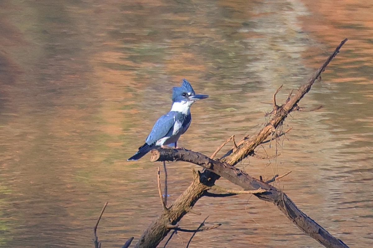 Опоясанный зимородок - ML645182354