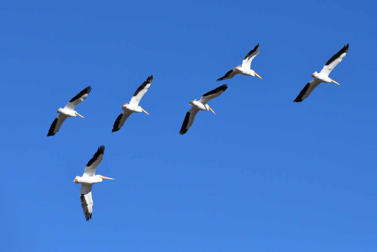 American White Pelican - ML645182358