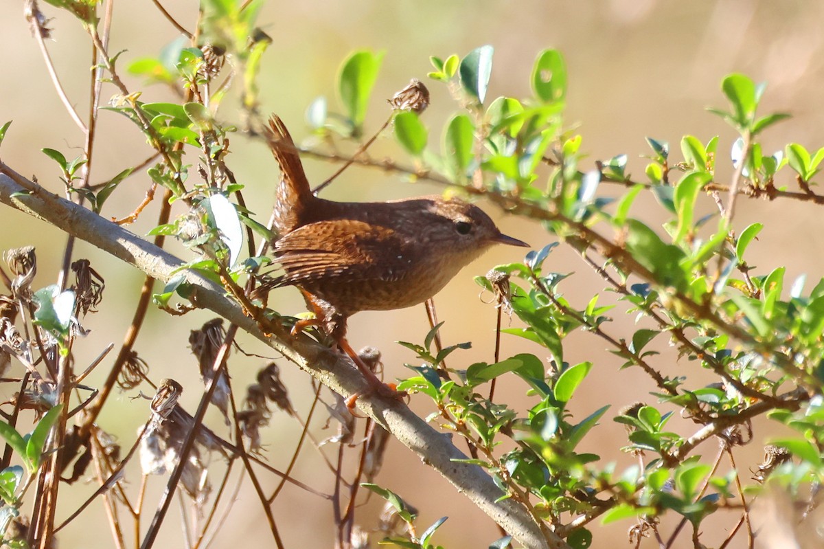 Winter Wren - ML645182383
