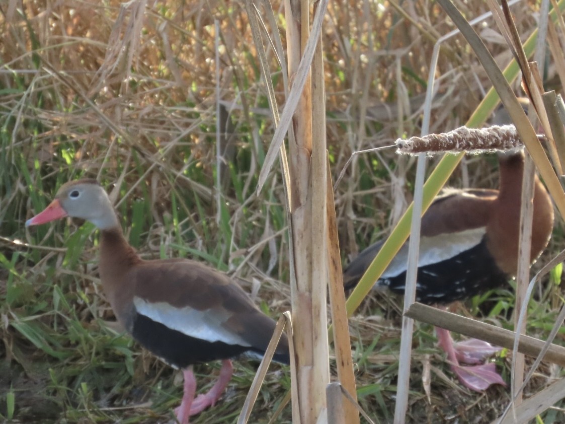 Black-bellied Whistling-Duck - ML645182386