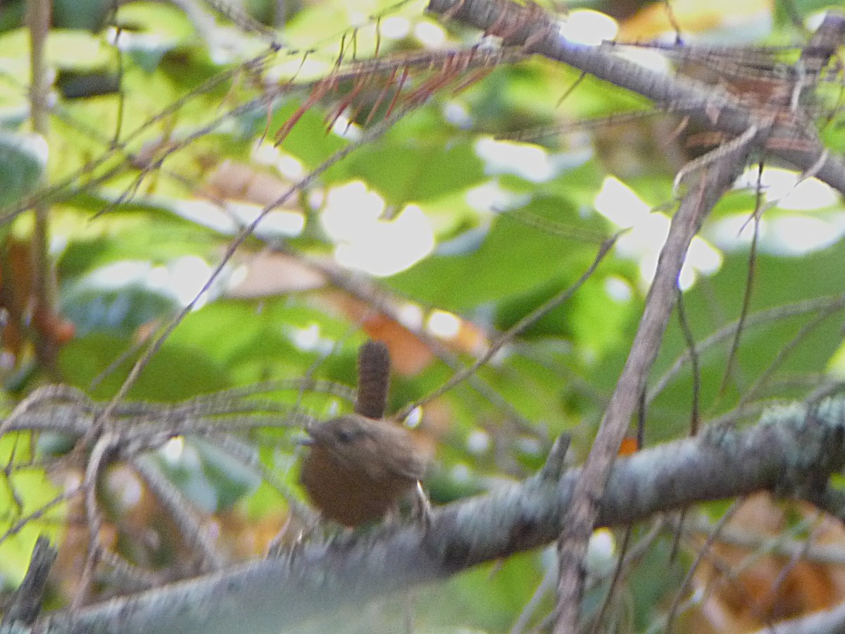 Pacific Wren - ML645182400