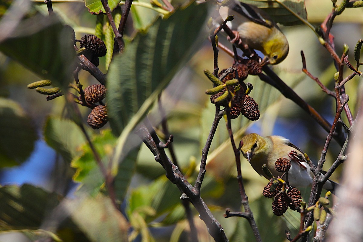 American Goldfinch - ML645182402