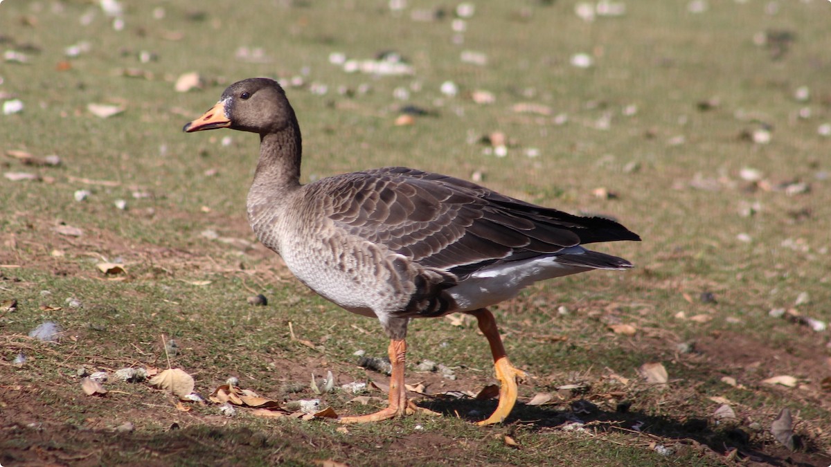 Greater White-fronted Goose - ML645182403