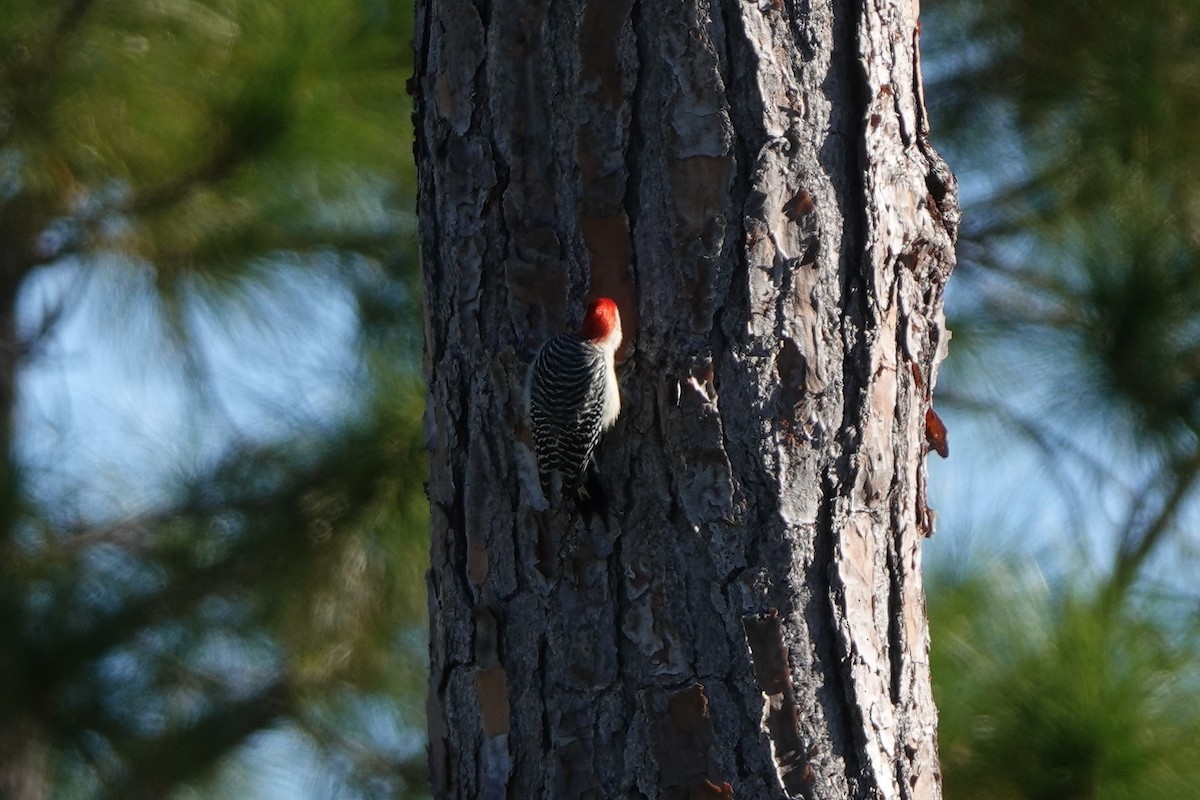 Carpintero de Carolina - ML645182415