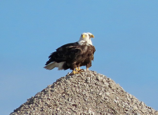 Itsas arrano buruzuria - ML645182418