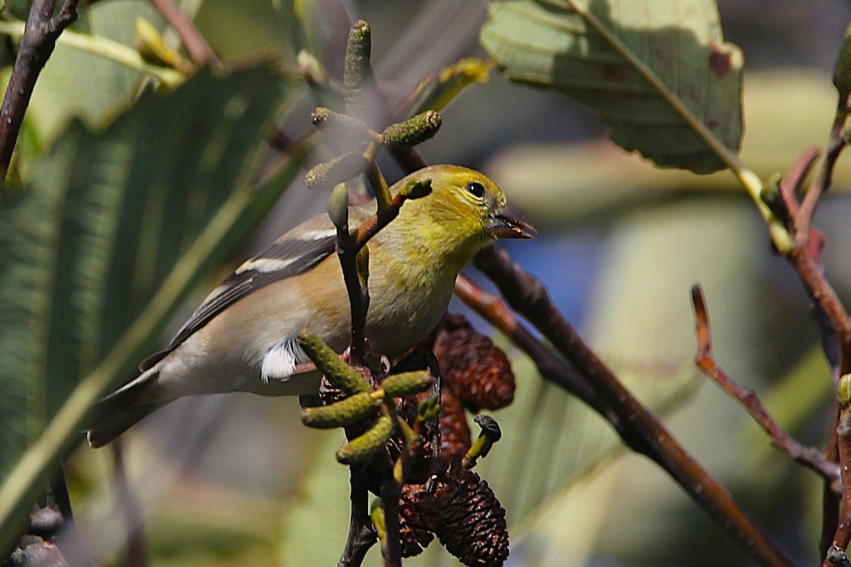 American Goldfinch - ML645182425