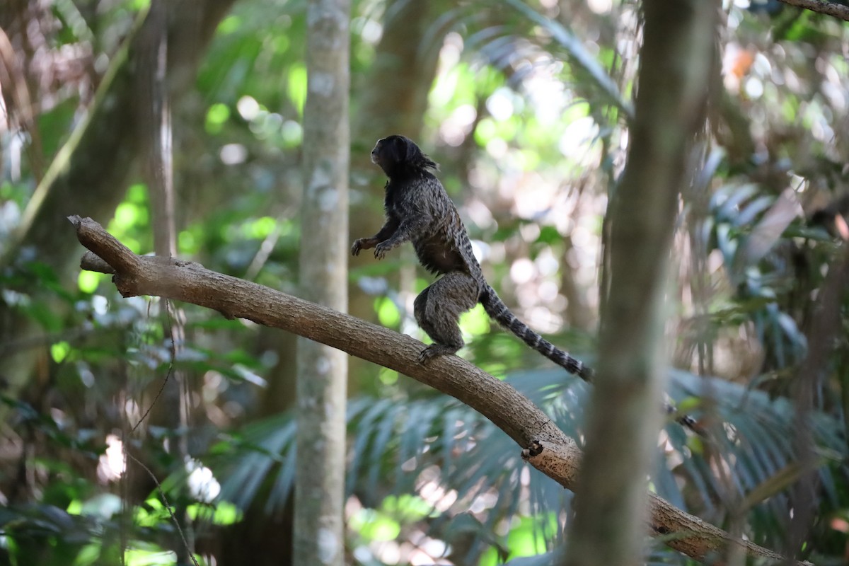 Black-tufted-ear Marmoset - ML645182426