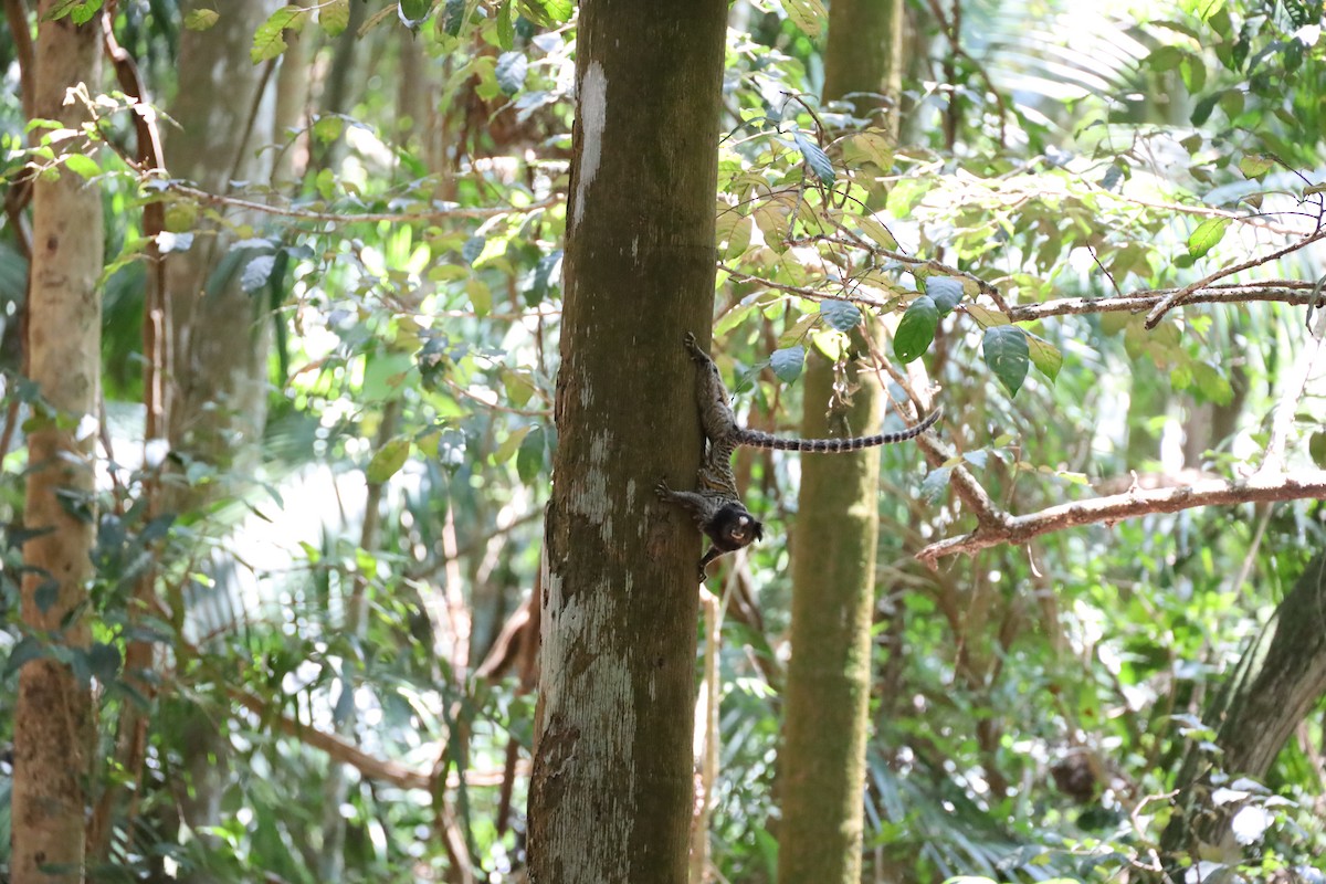 Black-tufted-ear Marmoset - ML645182427