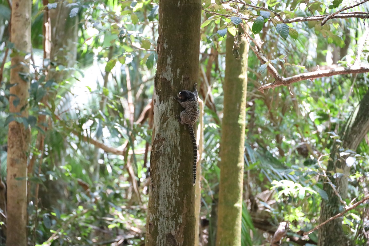 Black-tufted-ear Marmoset - ML645182428