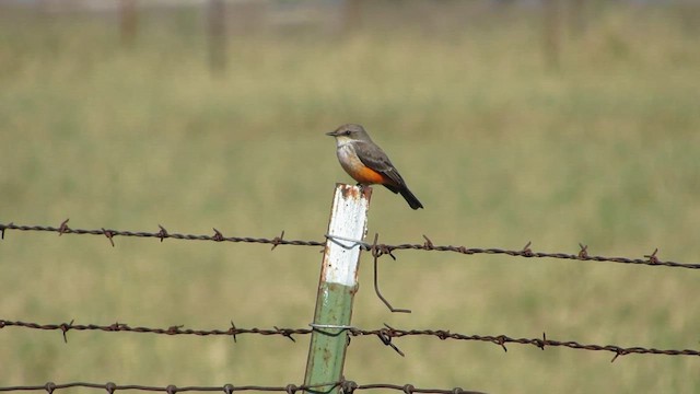 Vermilion Flycatcher - ML645182432