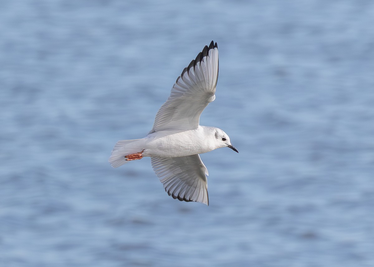 Bonaparte's Gull - ML645182434