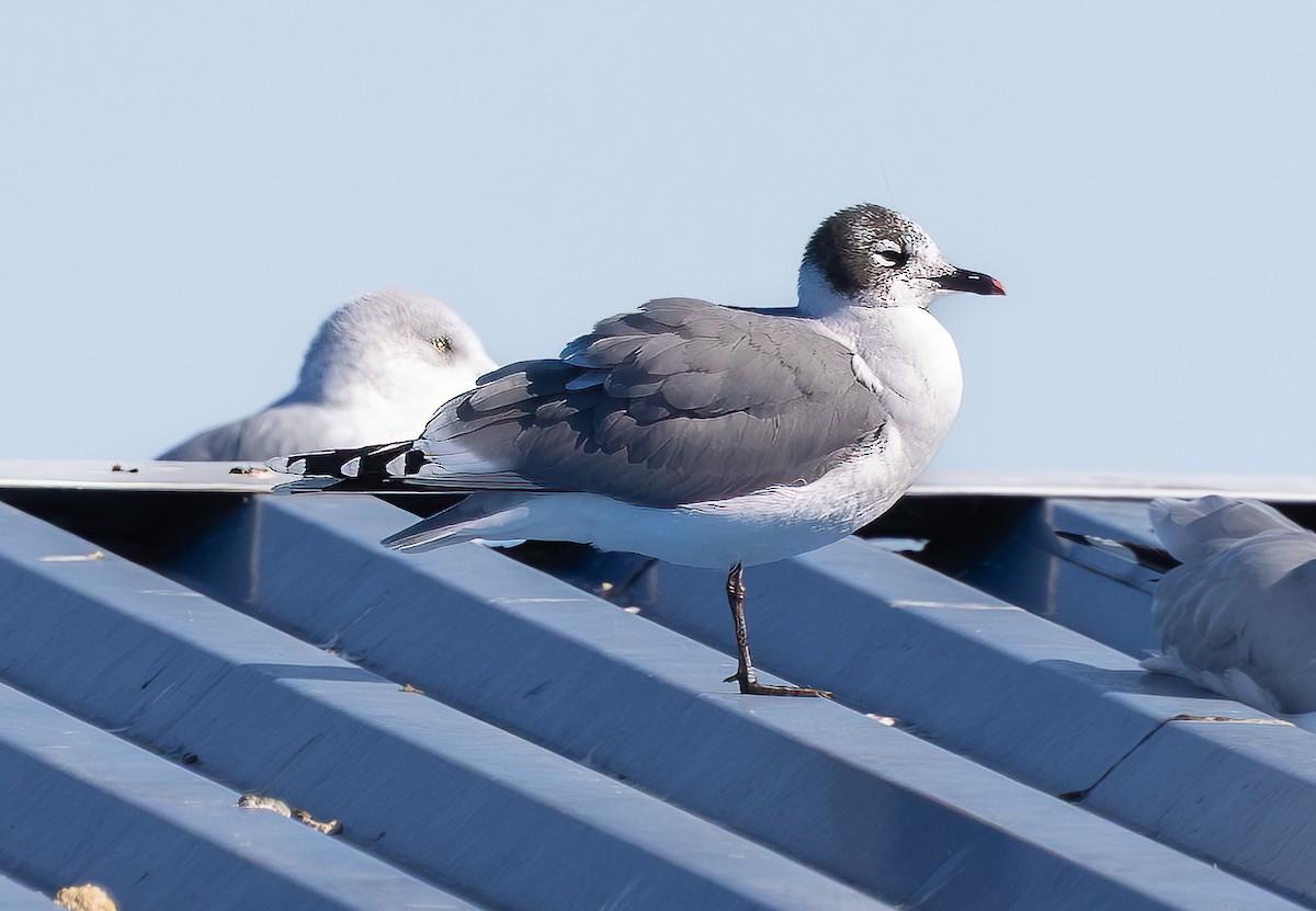 弗氏鷗 - ML645182435