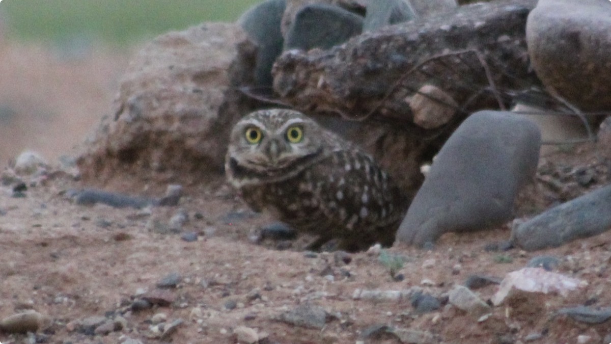 Burrowing Owl - ML645182437