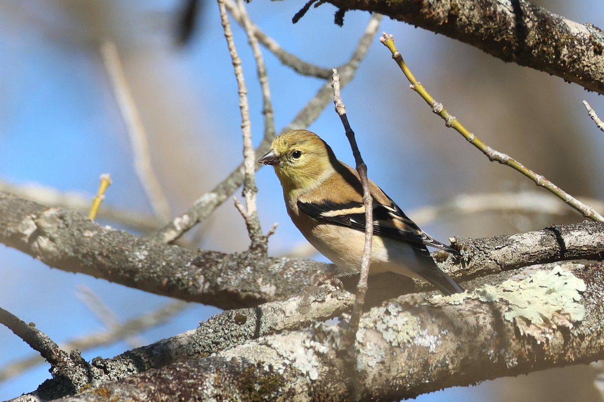 American Goldfinch - ML645182443