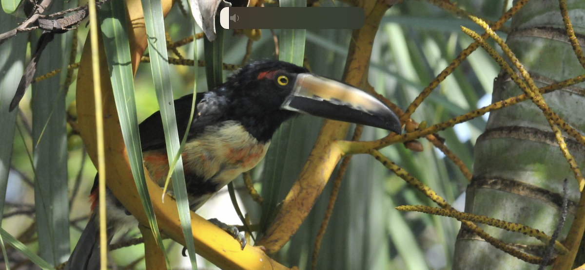 Collared Aracari - ML645182450