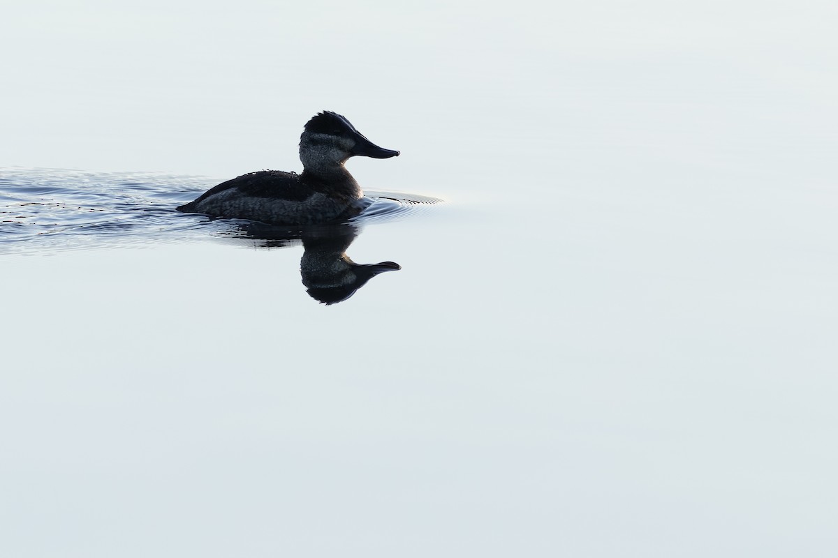 Савка американська - ML645182462