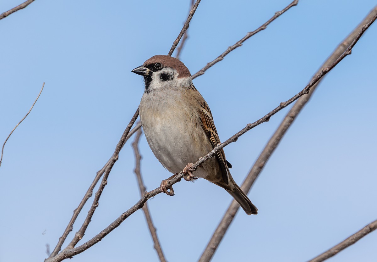 Gorrión Molinero - ML645182477