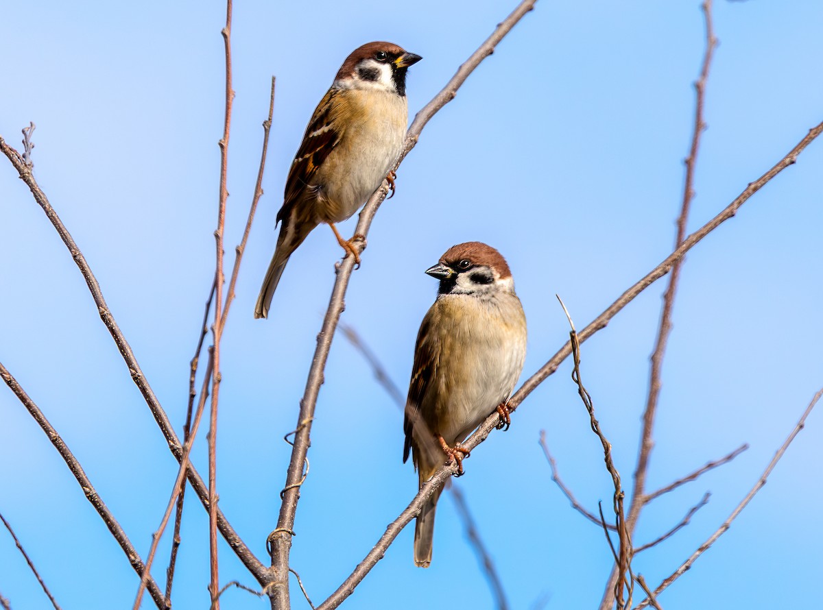 Gorrión Molinero - ML645182478