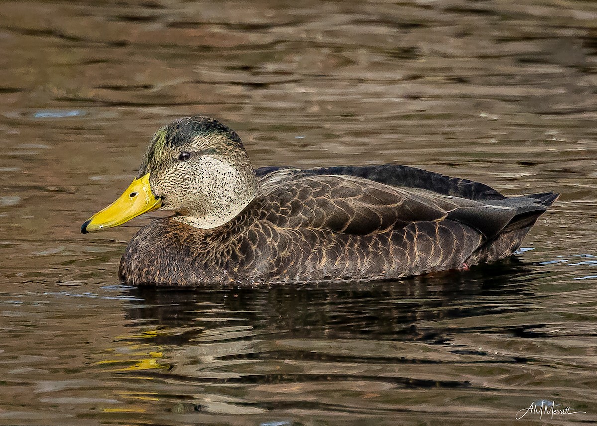 American Black Duck - ML645182481