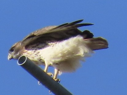 Red-tailed Hawk - ML645182484