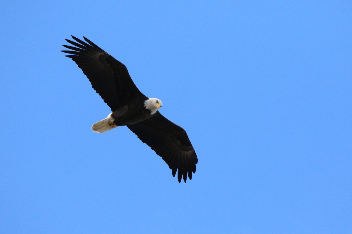 Itsas arrano buruzuria - ML645182493