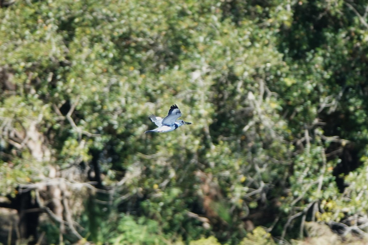 Опоясанный зимородок - ML645182500