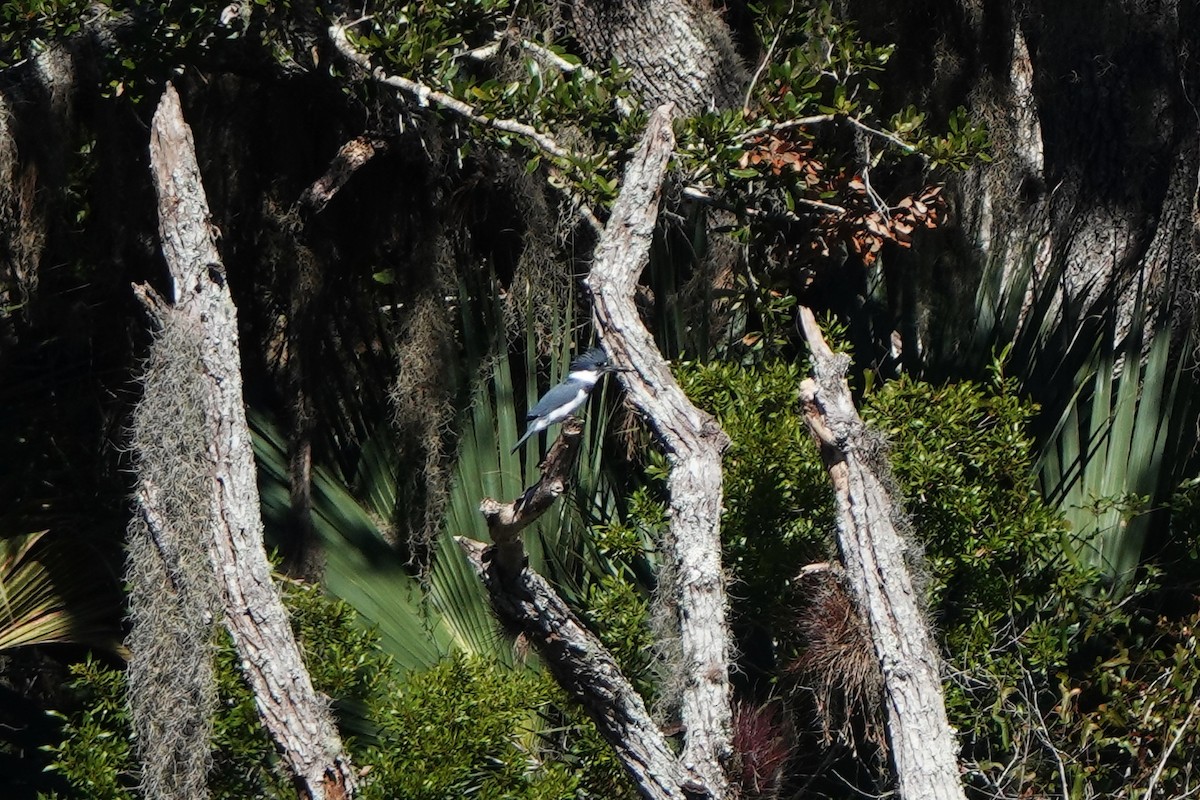 Опоясанный зимородок - ML645182501