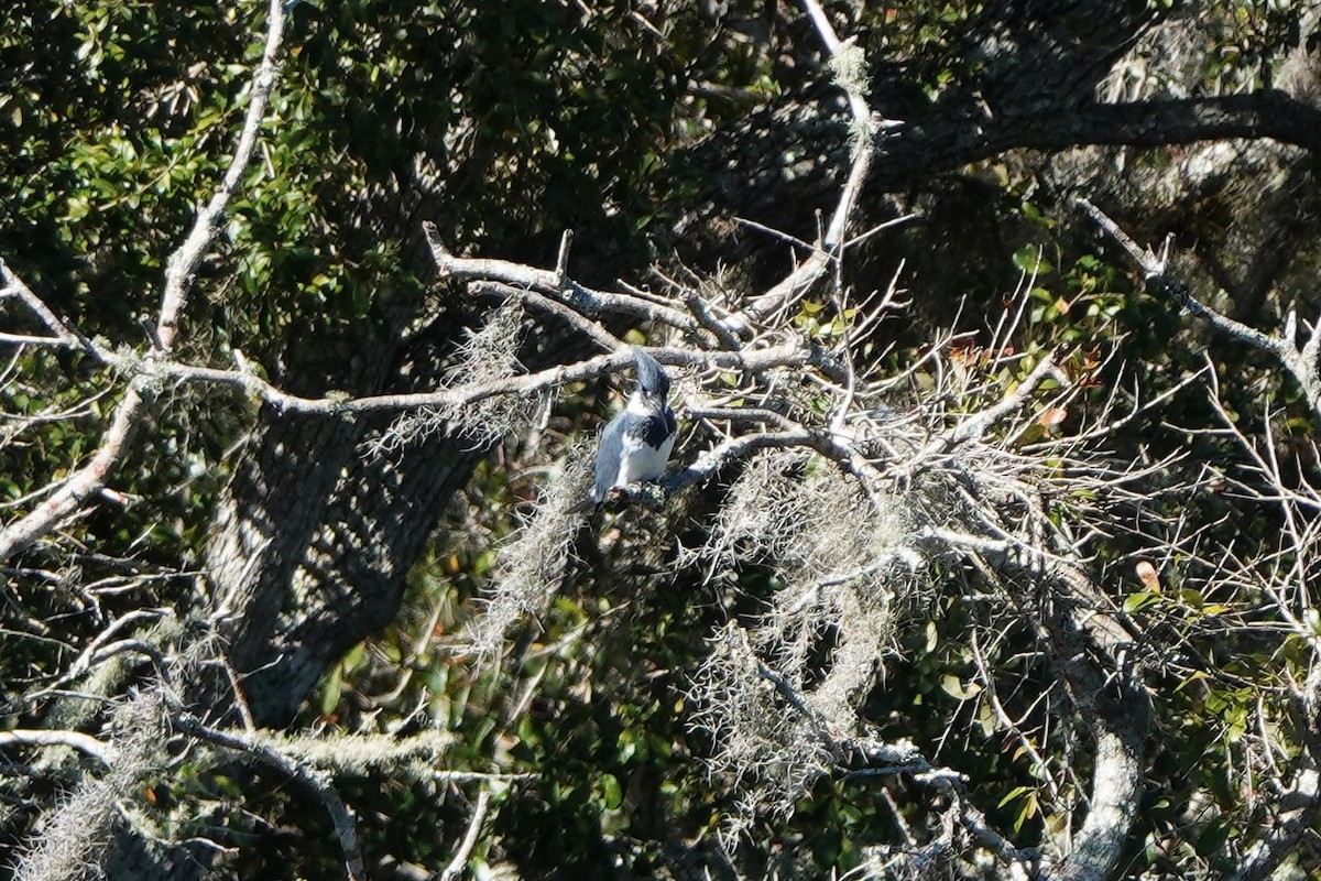 Опоясанный зимородок - ML645182502