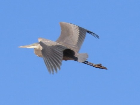 Great Blue Heron - ML645182506