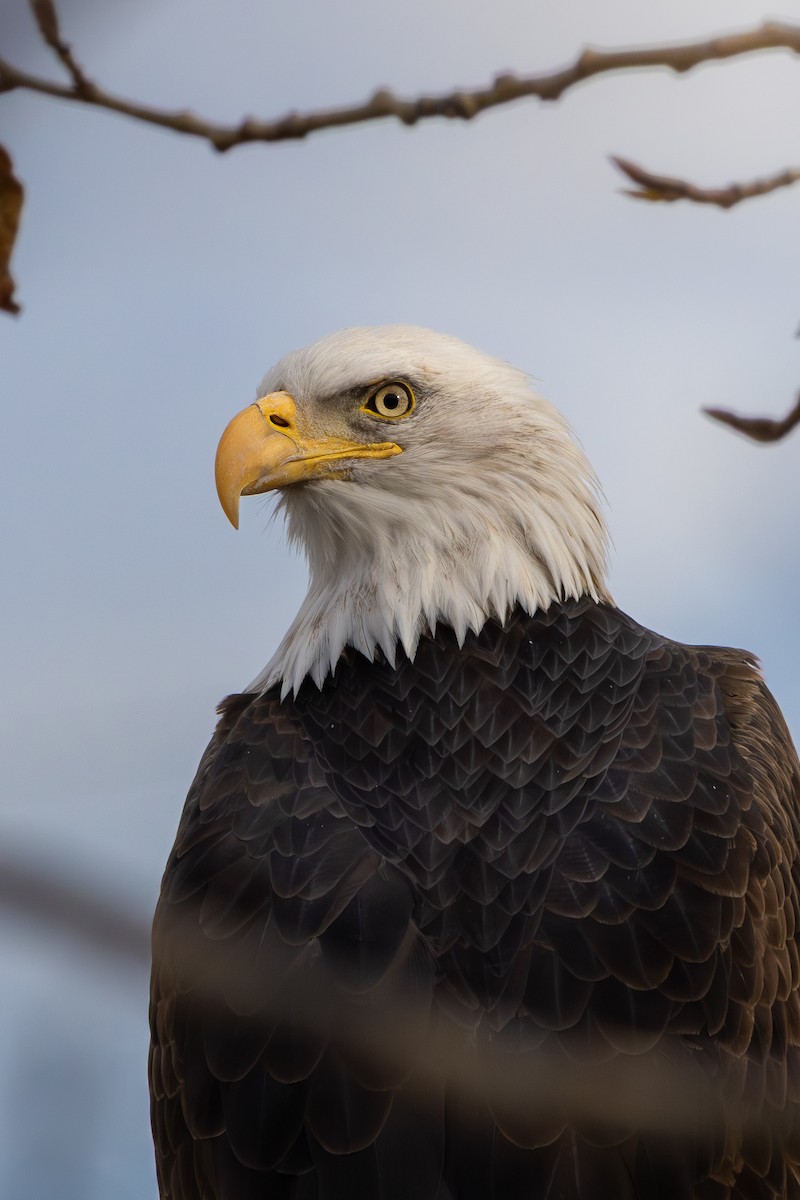 Itsas arrano buruzuria - ML645182519