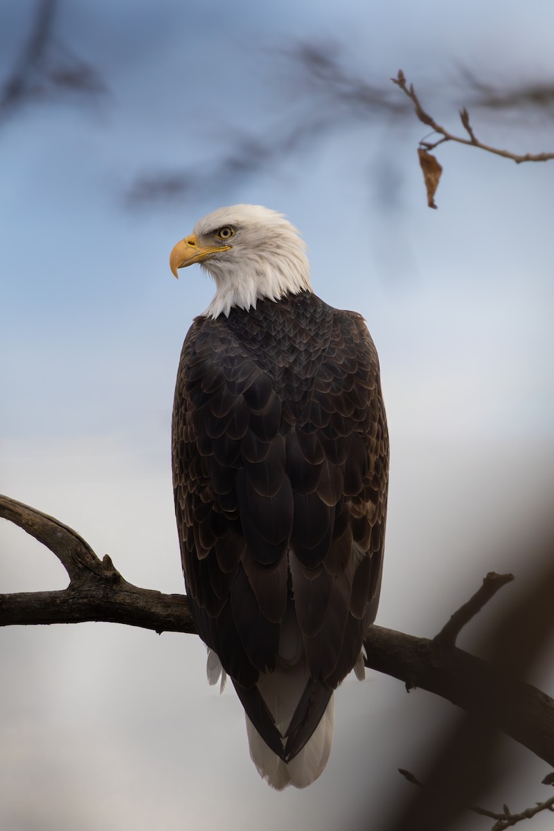 Itsas arrano buruzuria - ML645182520