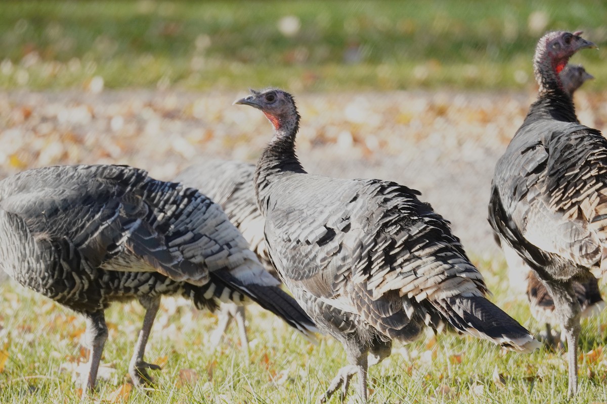 Wild Turkey - ML645182525