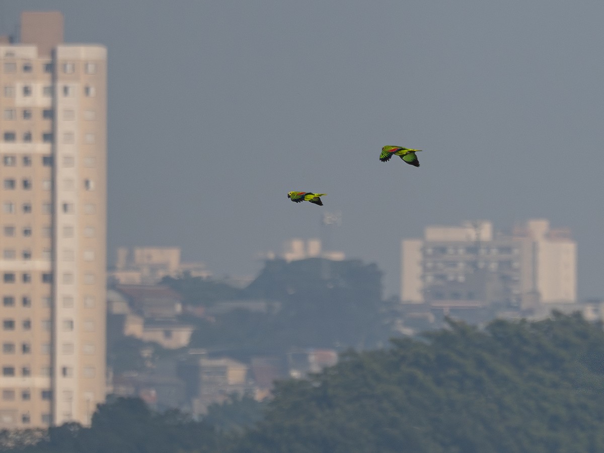 Turquoise-fronted Amazon - ML645182527