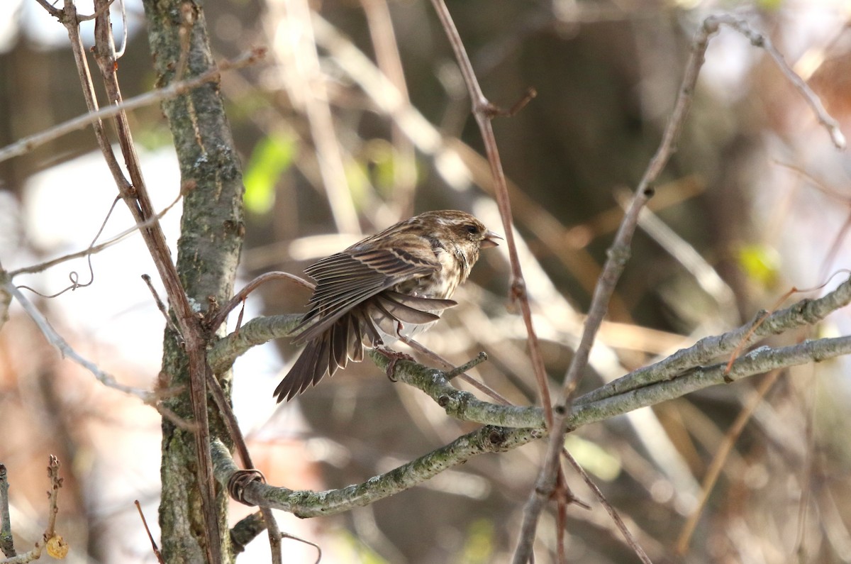 Purple Finch - ML645182529
