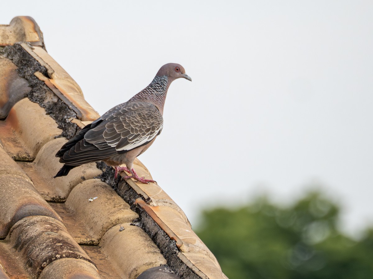 Paloma Picazuró - ML645182550