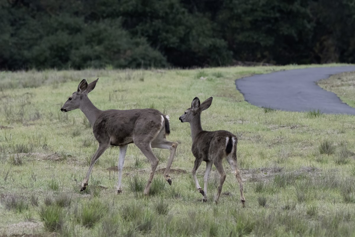 Animals - ML645182555