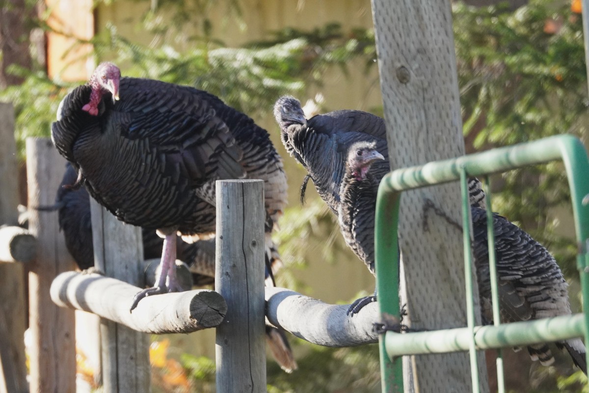 Wild Turkey - ML645182559