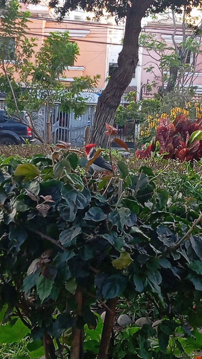 Red-crested Cardinal - ML645182562